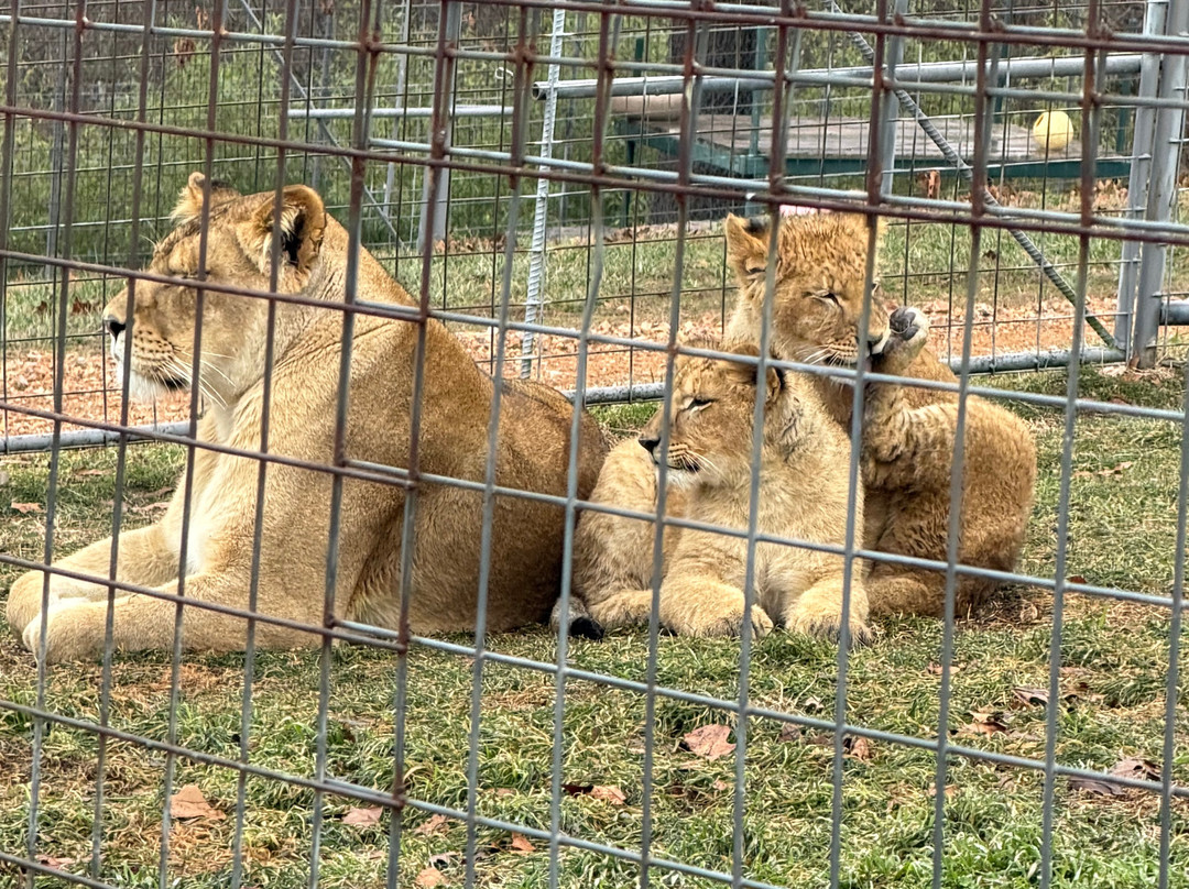Turpentine Creek Wildlife Refuge-尤里卡斯普林斯必去景点