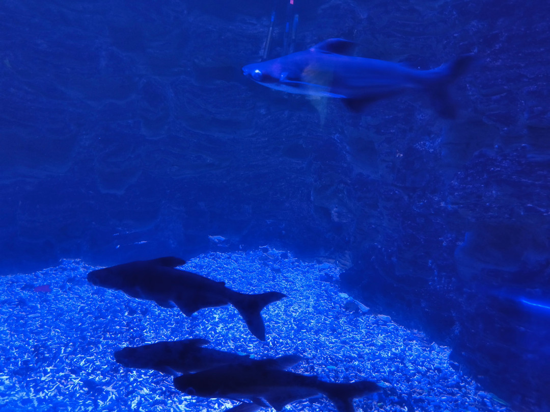 Albatross Travel Egypt