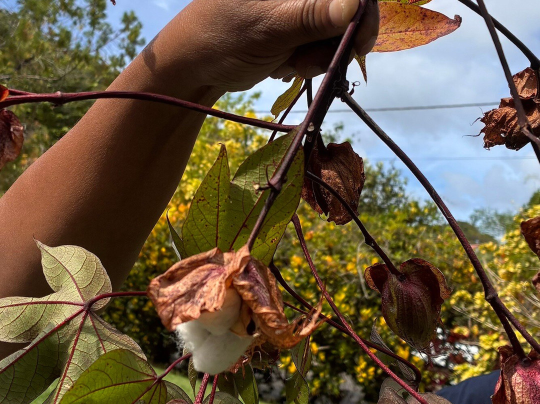 Ecotours Jardin Creole-Le Marin必去景点