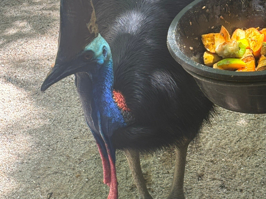 Hartley's Crocodile Adventures-Wangetti必去景点