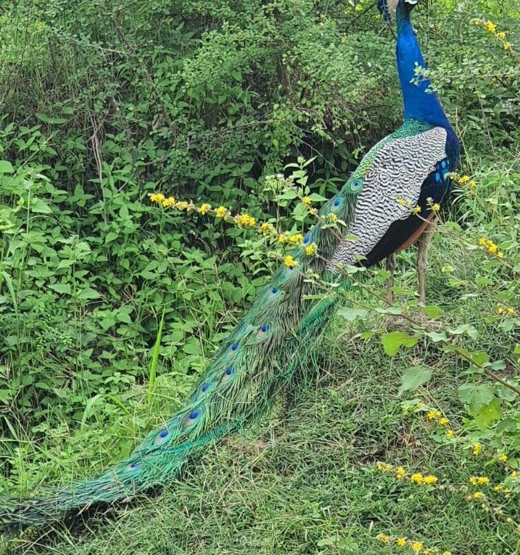 Udawalawe Lahiru Safari Guide Tours-乌达瓦拉维国家公园必去景点