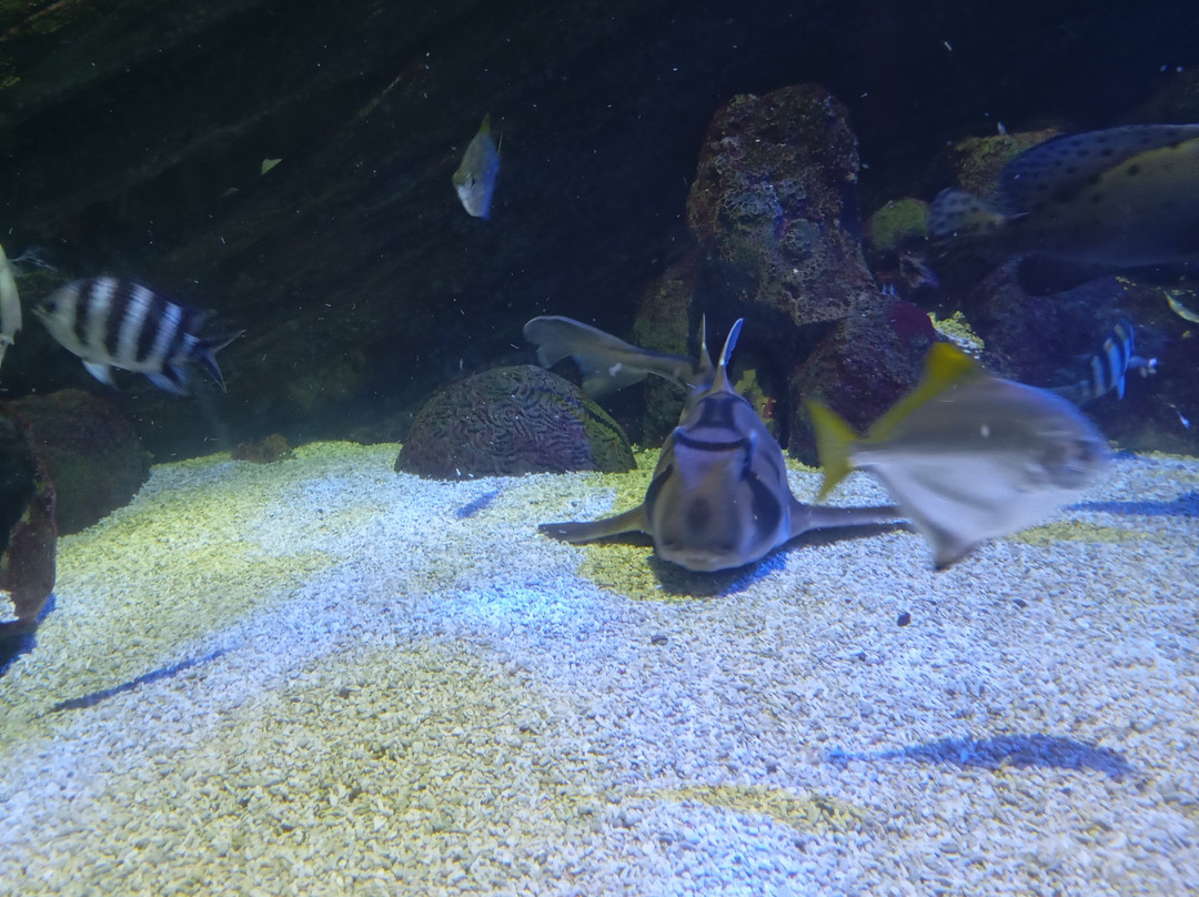 Sea Life Scarborough-斯卡伯勒必去景点