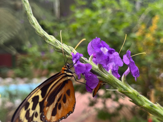Mariposas de Mindo-明多必去景点