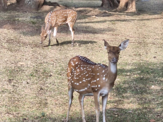丛林小屋酒店主图