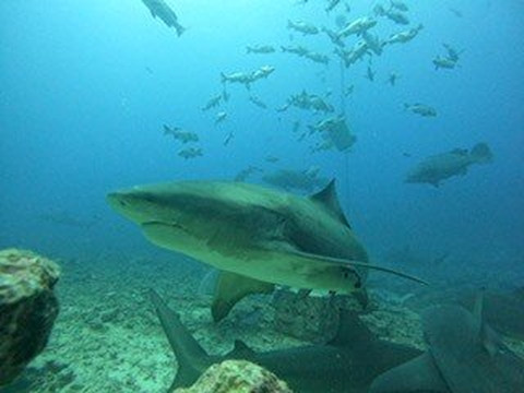 Coral Coast Divers-太平洋港必去景点