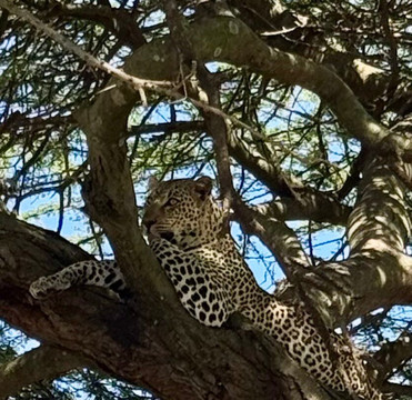 Kibo Guides-阿鲁沙必去景点