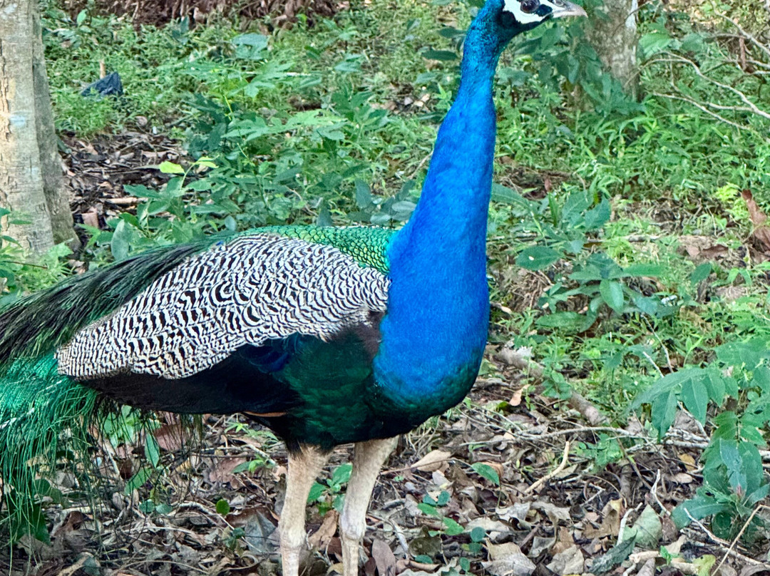 C-Lanka Tours & Travels-科伦坡必去景点