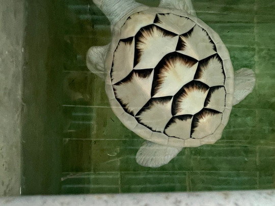 Ahungalla Sea Turtles Conservation And Research Center-亚洪加拉必去景点