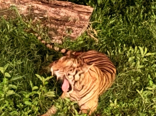 Taman Safari Indonesia Bogor-Cisarua必去景点