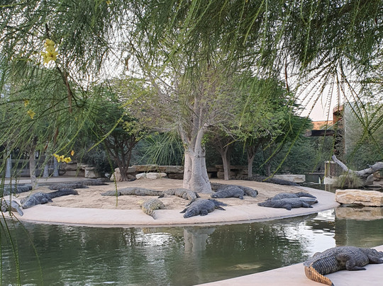 Dubai Crocodile Park-迪拜必去景点