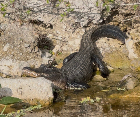 Everglades Swamp Tours-Everglades Wildlife Management Area必去景点