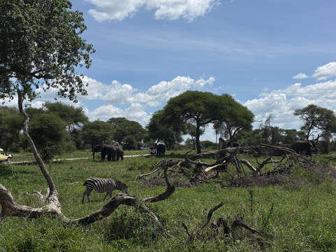 ZAFS Tours-莫西必去景点