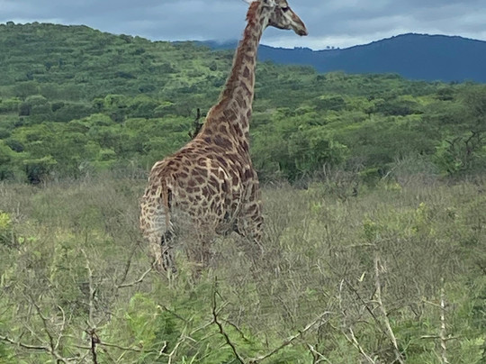 Safaris for Africa-德班必去景点