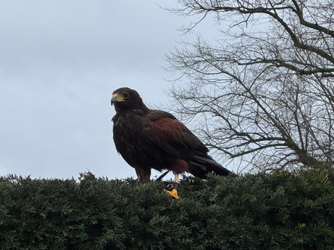 The Hawking Centre-Boughton Lees必去景点
