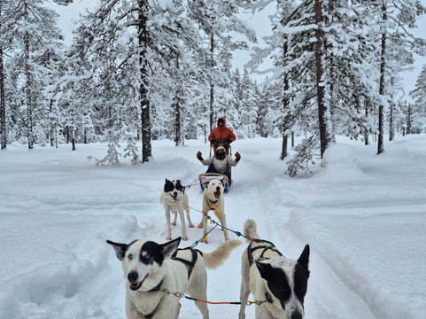 Trysil Husky-Torberget必去景点