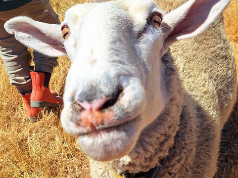 Edgar's Mission-Lancefield必去景点