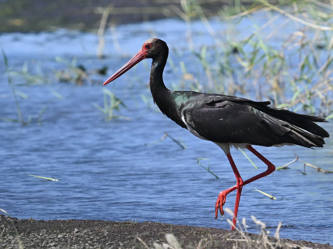 Lesvos Birdwatching (by Eleni)-Agia Paraskevi必去景点