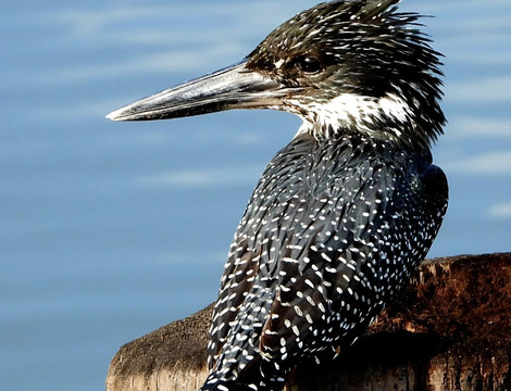 Kotu Bridge (Bird watching)-塞瑞库达必去景点
