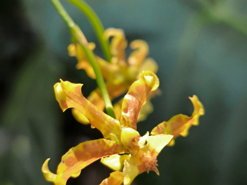 Salamandra Tours-圣何塞必去景点