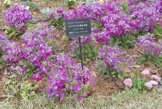 The Kochi Prefectural Makino Botanical Garden-高知市必去景点