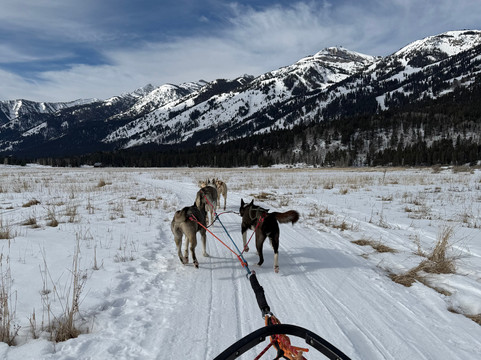 Call of the WYld Dogsled Tours-提顿村必去景点