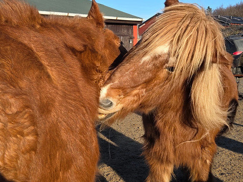 冰岛骑马之旅-雷克雅未克必去景点