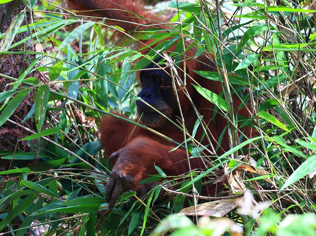 Sumatra Jungle Trekking-武吉拉旺必去景点