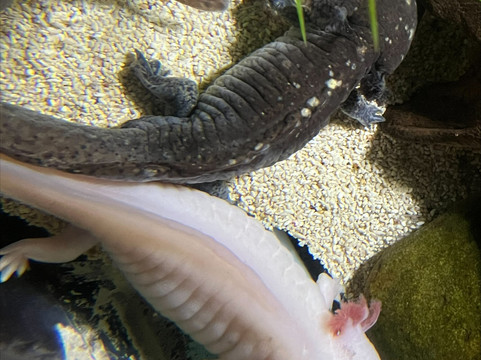 Weymouth SEA LIFE Adventure Park-韦茅斯必去景点