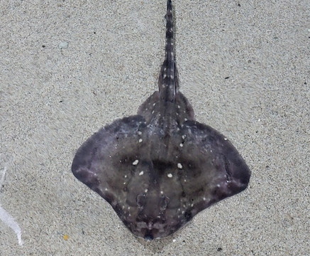 Anglesey Sea Zoo Sw Mor Mon-Brynsiencyn必去景点