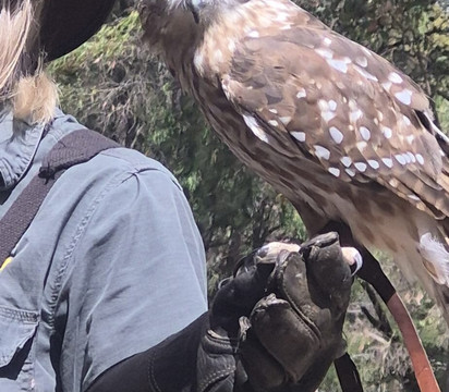 Capes Raptor Centre-玛格丽特河必去景点