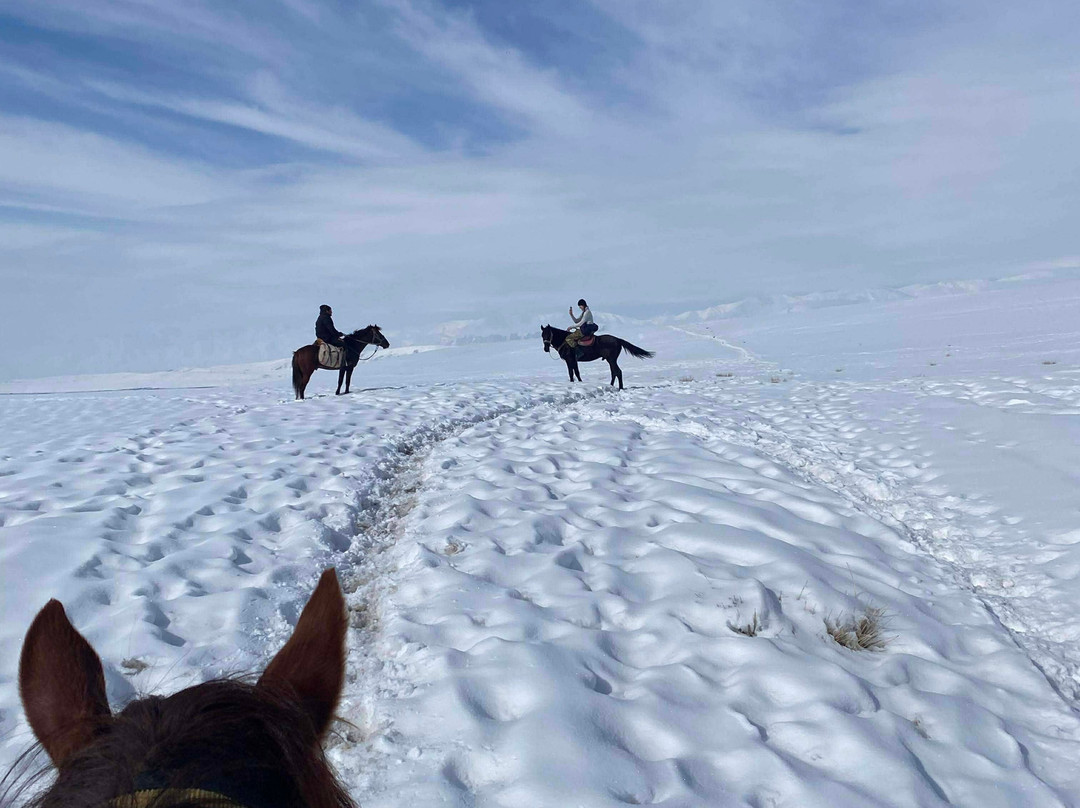 Horse Travel Company