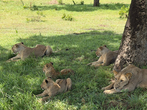 Dare 2 Travel Consultants-阿鲁沙必去景点