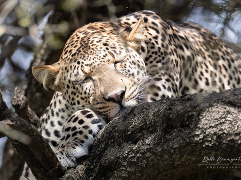 Sababu Safaris-阿鲁沙必去景点