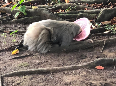 Proyecto Asis-福德圣卡洛斯必去景点