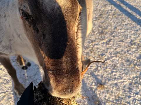 Northern Lights Park-罗瓦涅米必去景点