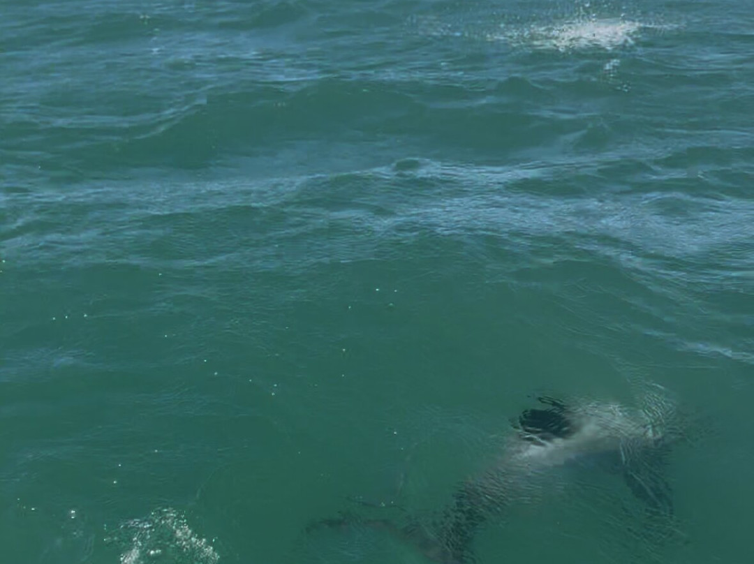 生态海洋水上行-阿卡罗阿必去景点