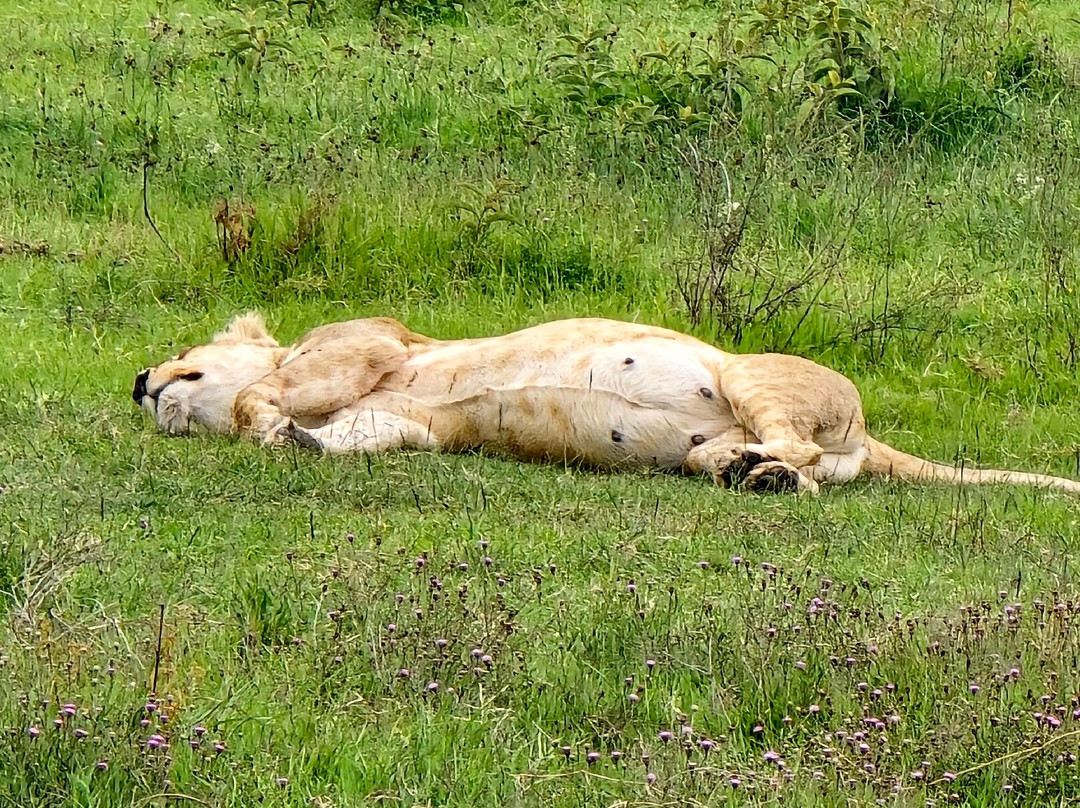 NICE ADVENTURE SAFARI-Dar es Salaam必去景点