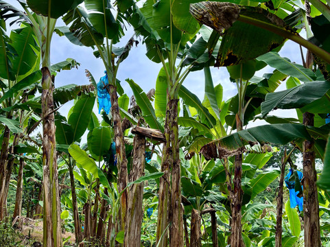 Finca Villa Nora主图