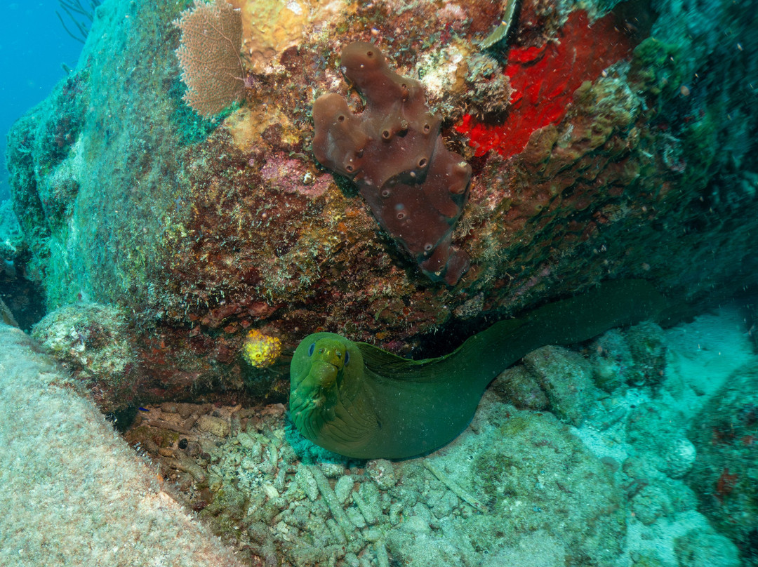 Sunchaser Scuba Ltd.-Spanish Town必去景点