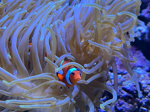 Malmohus castle-马尔默必去景点