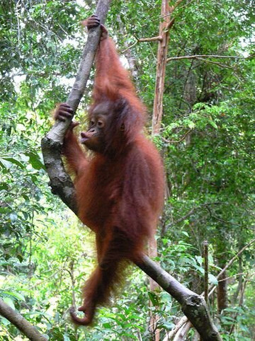 Sumatra Orangutan Tours-武吉拉旺必去景点