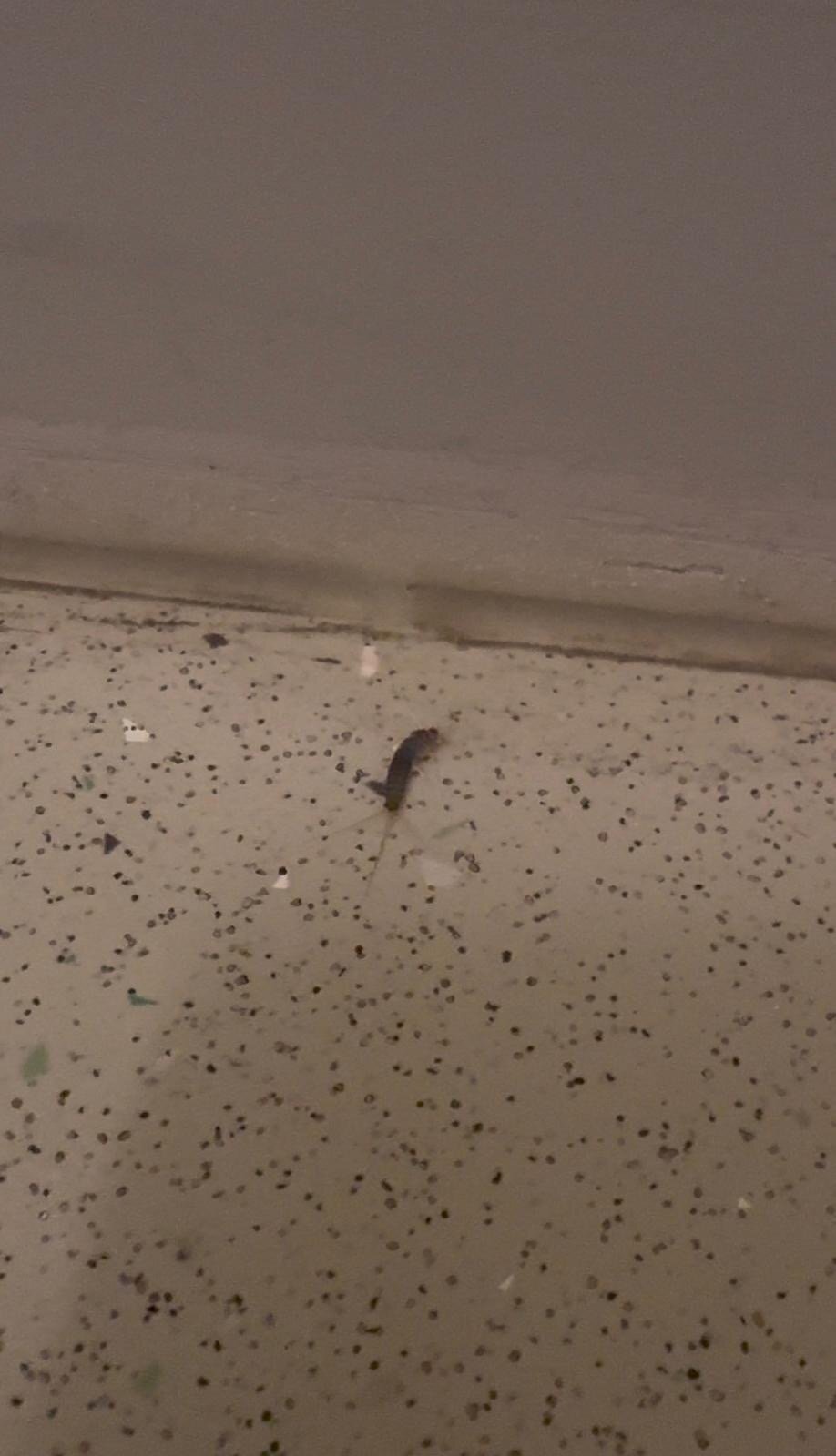 ibis budget 布鲁日中心车站酒店-官方