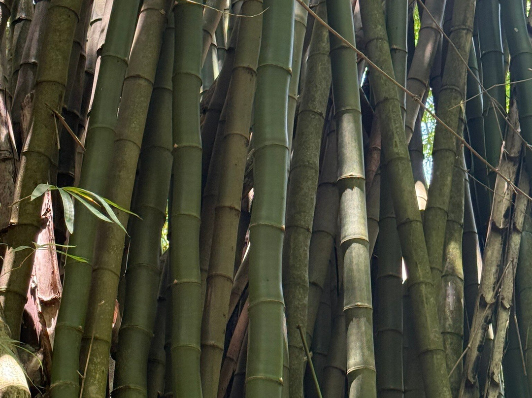 Chukka Eco-Adventure Outpost at Good Hope-法尔茅斯必去景点