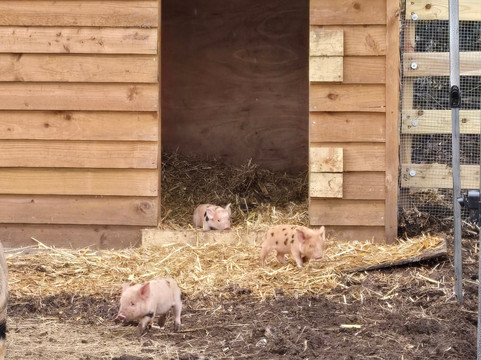 Quex Adventure Farm Park-Birchington必去景点