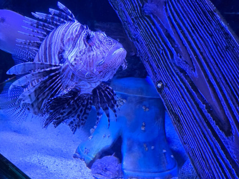 Newport Aquarium-Newport必去景点