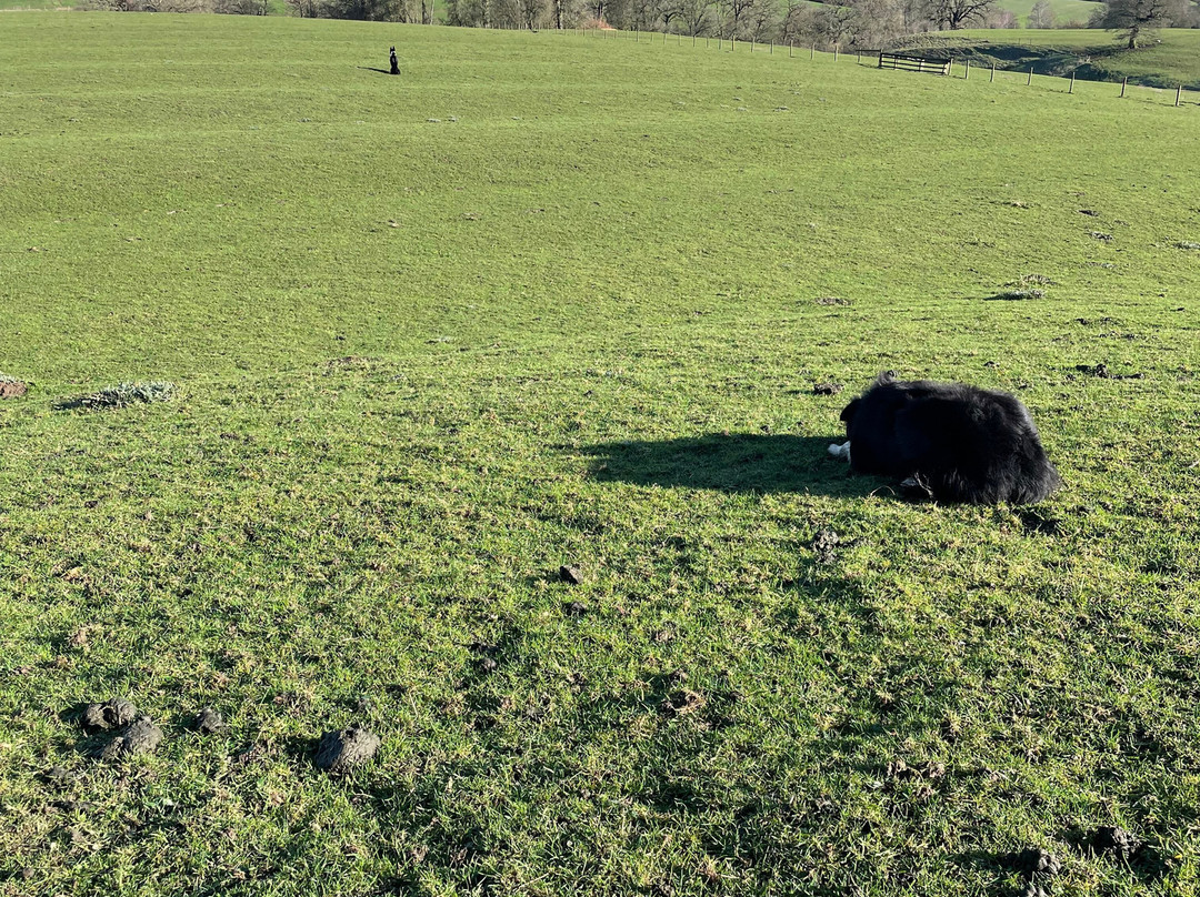 Nij Vyas Sheepdog Experience-East Norton必去景点