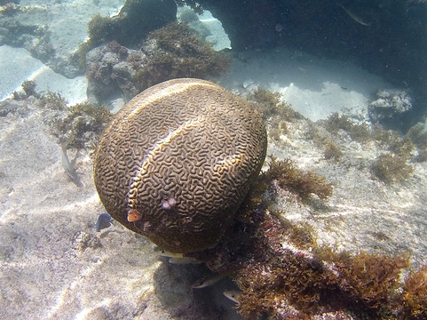 Tarzan Excursion Guadeloupe-Sainte-Anne必去景点