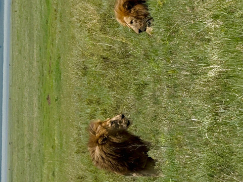 Dolphin Tours & Safaris Ltd-姆万扎必去景点