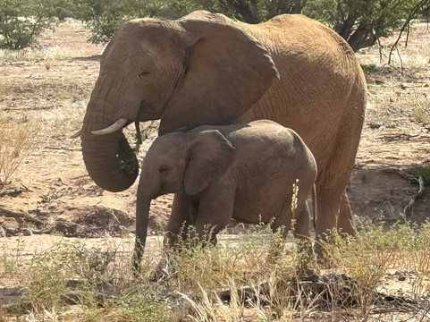 Twyfelfontein Elephant Drives-Palmwag必去景点
