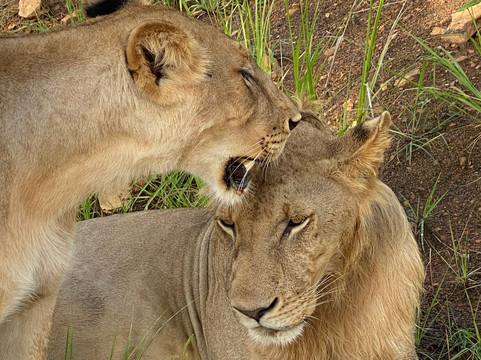 Asante Bibi Safaris And Tours-莫西必去景点